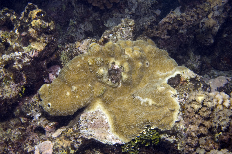 Acropora palmerae